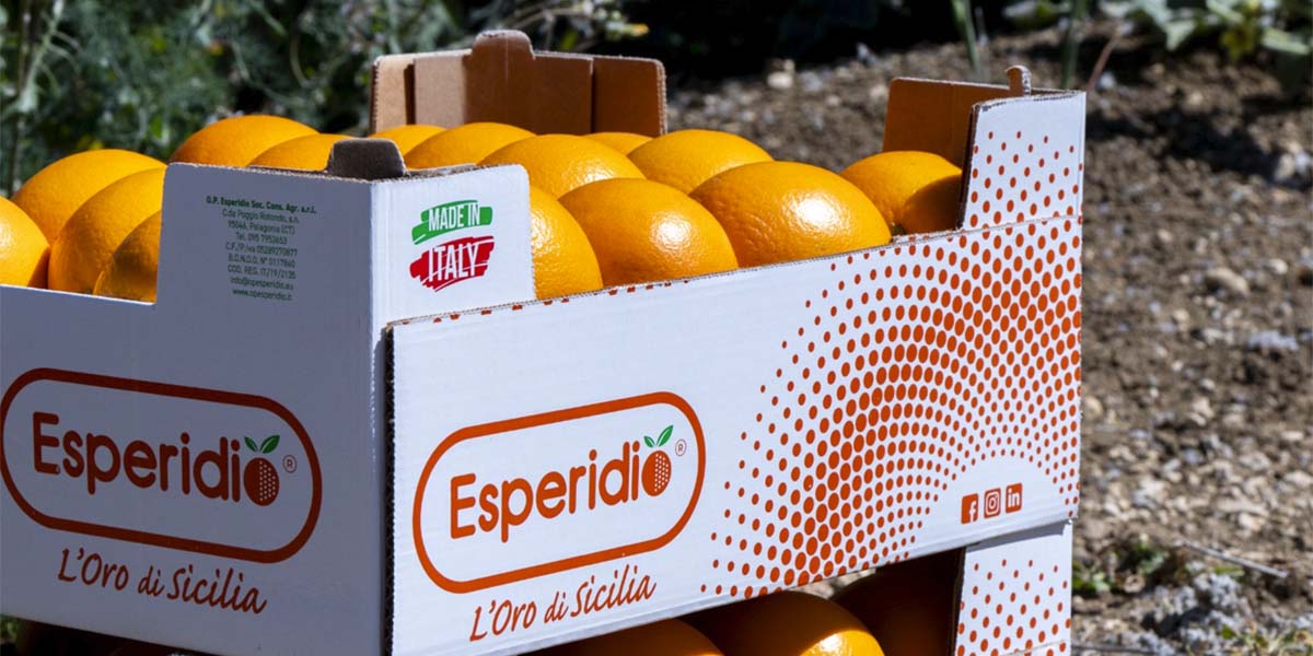 Campagna agrumicola 2024/25 tra sfide e prospettive